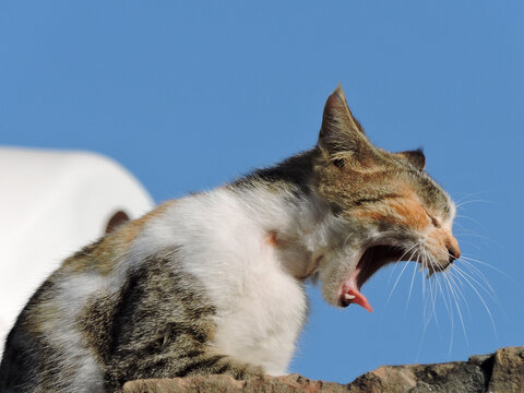 white cat appears to be a Calico or Torbie      