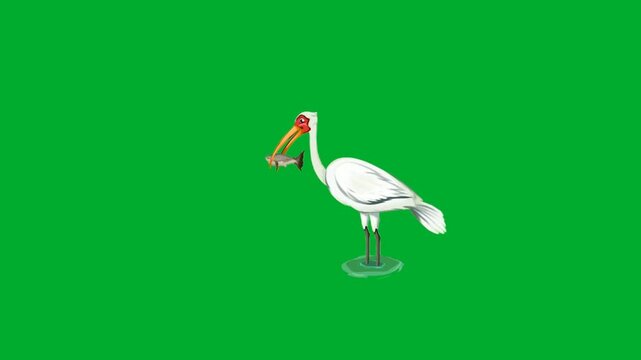 2d animated Pelican bird hunting or catching a fish from water puddle ripples animation on green screen. Beautiful white stork crane cartoon character standing in profile view layout on a chroma key