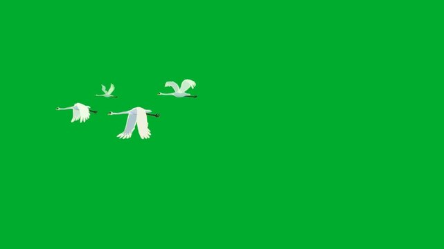 2d animated Birds flying in a distant group layout across wide space animation on green screen. Small scale flock of white herons egrets cranes or pigeons soaring high in sky animation on green