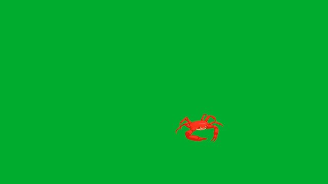 2d animated Crab small scale cartoon character standing alone in distant view layout animation on green screen. Tiny red marine shellfish crustacean bug mascot posing on a chroma key background loop