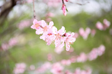 Naklejka premium Beautiful Peach Pink Cherry Blossoms Blooming in Serene Spring Landscape