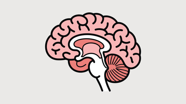 Anatomical cross-section illustration of the human brain showing internal structures like the cerebellum and brainstem.