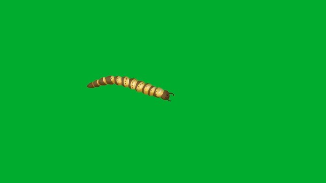 2d animated Caterpillar worm crawling horizontally across space animation on green screen. Small brown striped insect larva bug creature moving slowly with realistic wave body pattern animation