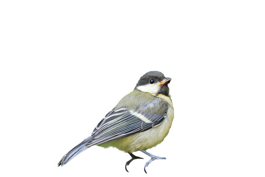 Small yellow and grey songbird side profile isolated on transparent
