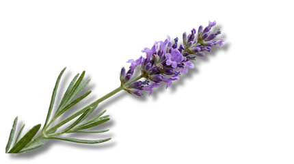 Fototapeta premium Lavender flower sprig transparent PNG isolated botanical cutout for aromatherapy, herbal design, natural product ads
