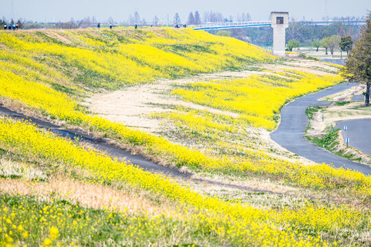 Spring riverbank landscape with yellow rapeseed flowers and winding path in Japan