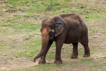 Obraz premium Asian Elephant in a nature at deep forest in Thailand