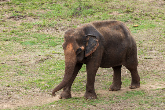 Asian Elephant in a nature at deep forest in Thailand
