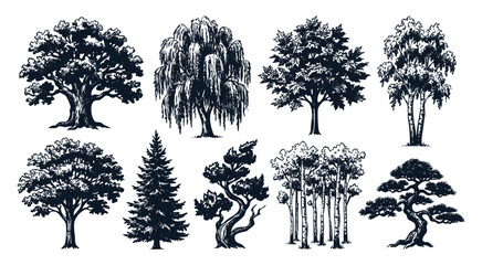 Fototapeta premium Hand Drawn Trees Different Collection Sketch Vector Set