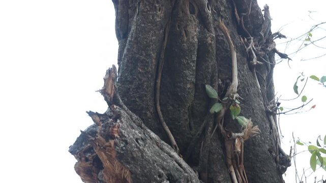 Raw video footage of a cut old tree trunk in Uttarakhand India showcasing natural wood texture forestry and environmental landscape in mountain region.