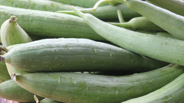 Fresh Sponge Gourd Harvest From Farm To Kitchen