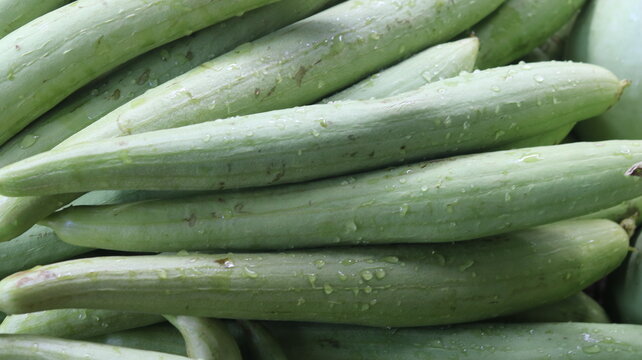Fresh Pointed Gourd Harvest From Farm To Kitchen