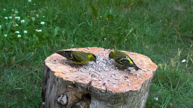 Birds feeding on tree stump in grassy field