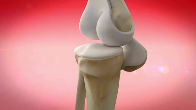 Detailed 3D Human Knee Joint Anatomy Showing Cartilage Bone Structure Visualization
