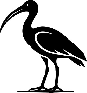black ibis bird with long leg