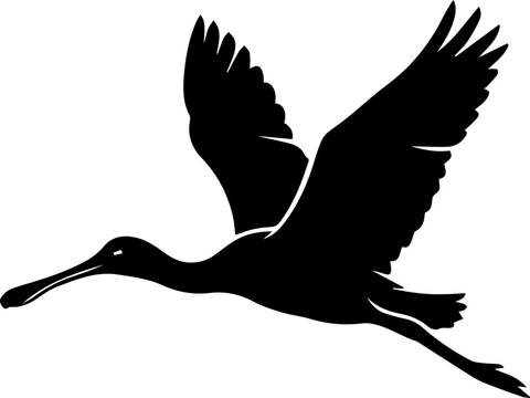 black spoonbill flying in the air open wings