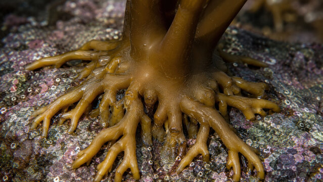 Tenacious macro detail of brown kelp holdfast attachment structure. powerful grip on rocky substrate surface showcases resilience of marine life and biology