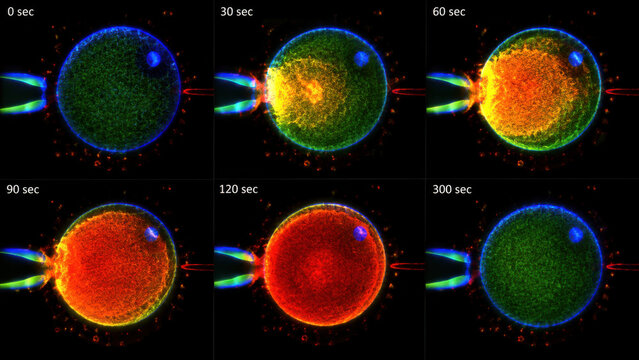 Dynamic fluorescent microscopy of oocyte activation during fertilization. captivating view of cell calcium ion wave, vital process in embryology and genetic testing