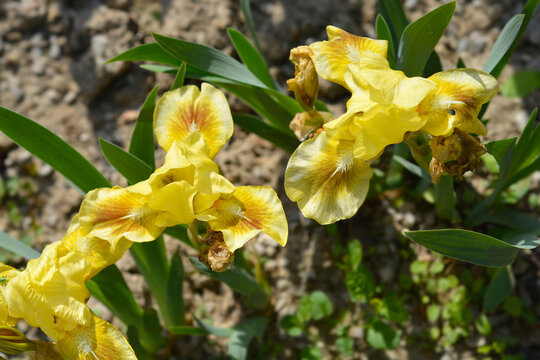 The beautiful dwarf iris flowers display delicate white and yellow petals with striking brown markings - latin name - Iris Mala Baletka