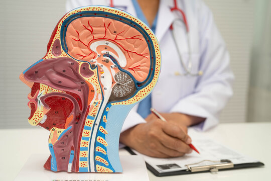 Asian doctor with half head and neck with vessels model.