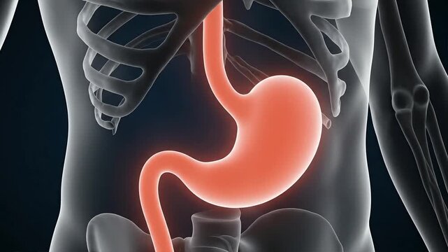 The human stomach experiences acid reflux in the abdominal cavity.