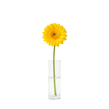 Yellow gerbera daisy in a clear glass vase with water on white background