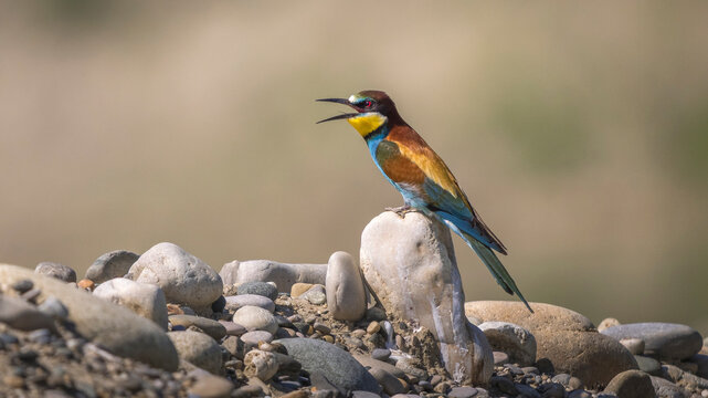 European bee-eater perched on pebbles at the water's edge