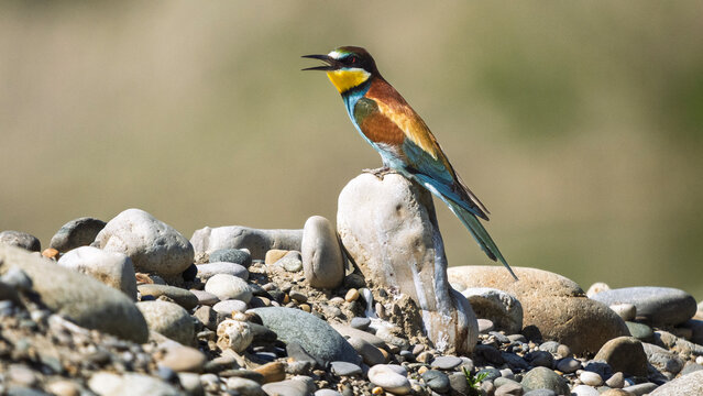 European bee-eater perched on pebbles at the water's edge