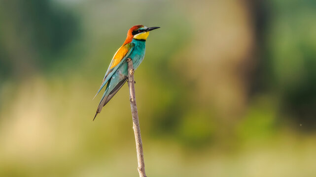 European bee-eater perched on a branch