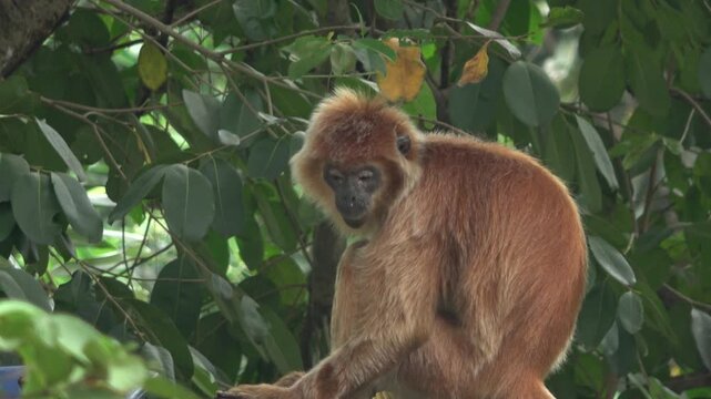 Beautiful 4K shot of an orange langur or lutung monkey sitting amidst green foliage. The primate's vibrant orange fur contrasts sharply with the deep green leaves of the trees.
