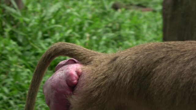 Intimate 4K close-up of a Hamadryas baboon's head and shoulders. The baboon is seen looking down thoughtfully, highlighting the texture of its thick, light-colored fur and facial details.
