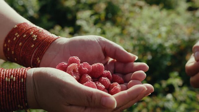 Hands gently offer red berries, warm and inviting. Indigenous bangles gleam softly, hinting at tradition and care. Sunlit leaves form a soft, green backdrop. Act of harvesting.