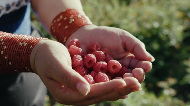 Hands cradle ripe raspberries. bangles gleam in warm, golden light. Gentle agricultural moment captured. Sunlit garden setting enhances freshness. Ideal for food, health, or cultural imagery