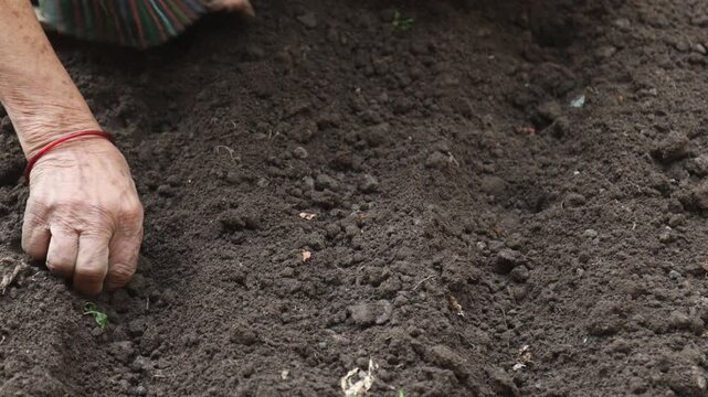 Raw video footage of a farmer hand planting bean seeds in agricultural soil in Uttarakhand India showcasing traditional farming and rural cultivation practices.