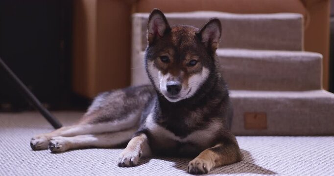 Alert shiba inu rests on carpet and looks toward camera in cozy home interior beside stairs for pet portrait domestic lifestyle companion and animal care concepts