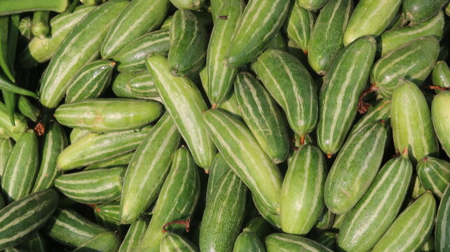 Fresh Pointed Gourd Harvest From Farm To Kitchen