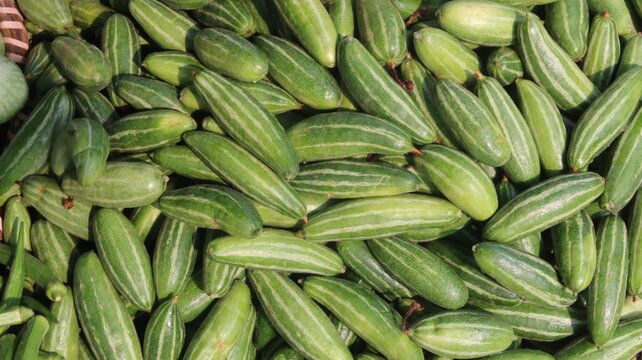Fresh Pointed Gourd Harvest From Farm To Kitchen