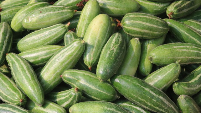 Fresh Pointed Gourd Harvest From Farm To Kitchen