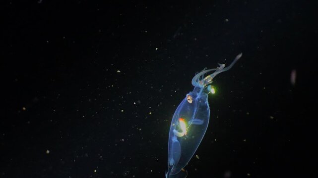 A rare, translucent glass squid with bioluminescent features swimming into the deep dark ocean depths.