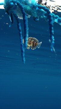 Macro underwater shot showing a juvenile pompano hiding behind Portuguese man o' war tentacles, followed by a Nomeus gronovii fish appearing in the frame.