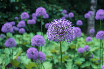 Obraz premium Purple blooms sway gently in garden breeze