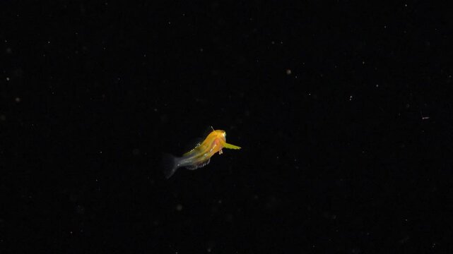 Small, translucent larvae of Atlantic blenny swimming through the dark water column alongside planktonic organisms