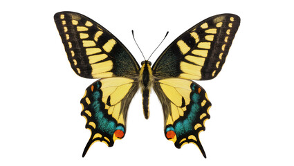 Naklejka premium Yellow black swallowtail butterfly with blue and red eye spots