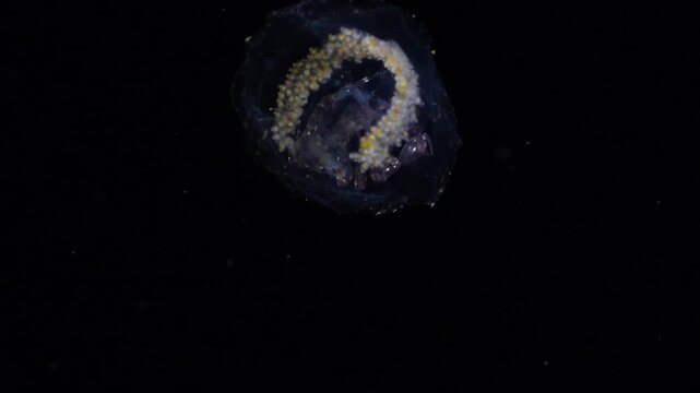 A Phronima amphipod swimming inside a hollowed-out gelatinous salp barrel, which serves as a brood chamber for its eggs, captured in the open ocean