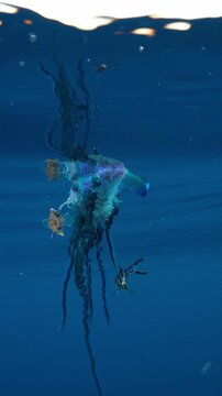 Vertical shot of a Portuguese man o' war drifting in calm water with its surface reflection and juvenile fish hiding in its tentacles