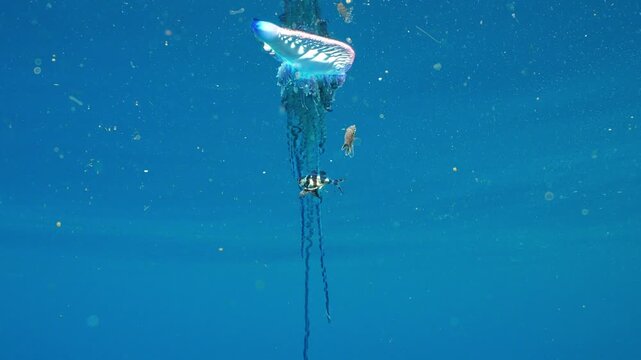 Close-up of a Portuguese man o' war drifting in open water with tiny Nomeus gronovii fish swimming in its tentacles