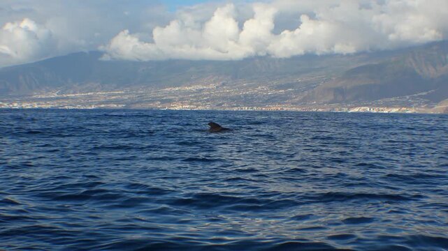 The dorsal fin of a short-finned pilot whale emerges in south Tenerife coastal waters.