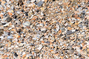 A collection of broken shells on a Dutch beach including common cockle, Cerastoderma edule, and  Baltic Maxima, Limecola balthica. Photo taken near Goeree Overflakkee.  © Chanteur-de-Vent