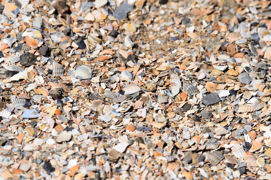 A collection of broken shells on a Dutch beach including common cockle, Cerastoderma edule, and  Baltic Maxima, Limecola balthica. Photo taken near Goeree Overflakkee. 