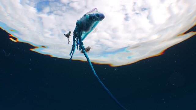 Underwater low angle view of a Portuguese man o' war drifting with tiny symbiotic fish and the blue sky visible above.